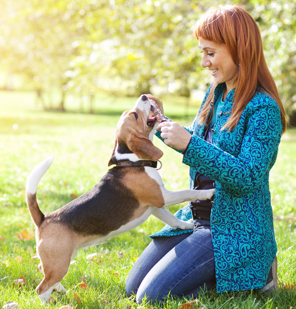 Basic Dog Training Classes The Doggie Spot